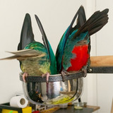 Why Has My Parrot Suddenly Stopped Loving Their Favourite Food?