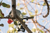 Parrots' Eating Habits: Wild Behaviour and Captive Care