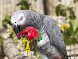 Why Parrot Toy Rotation Is So Important