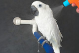 Getting Your Parrot To Bathe