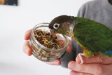 Cooking for Your Parrot: Healthy Homemade Meals Your Bird Will Love
