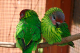 Goldies Lorikeet Fact Sheet