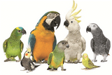 Which Parrot is Right for Me?