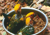 A Critical Look At The Question Of Handfeeding Parrots: Nurture vs Nature