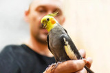 Happy Parrot, Happy Home!