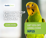 The Importance of Parrot Insurance