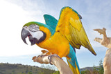 How Do Parrots Learn to Talk? How Parrots Communicate