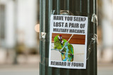 How Dot Schwarz Found Her Lost Parrots