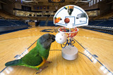How I Taught My Parrot to Slam Dunk