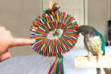 How To Get Your Parrot To Play With Toys