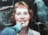 Blue Macaws