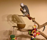 Parrot Play Stands, The Good, The Bad and the Ugly