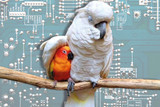 Microchipping ? Keeping Parrots Safe And Other Precautions