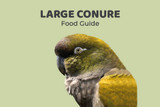 Large Conure Feeding Guide