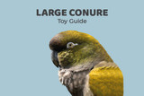 Large Conure Toy Guide