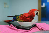 What Are The Signs of Illness In Parrots