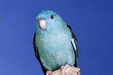 Lineolated Parakeet Fact Sheet