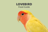 Lovebird Feeding Guide
