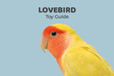 Lovebird Toy Guide 