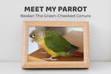 Meet Beaker the Green-cheeked Conure