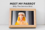 Meet Billy The Service Bird