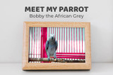 Meet Bobby the African Grey