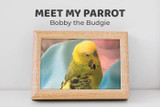 Meet Bobby the Budgie