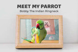 Meet My Parrot: Bobby The Indian Ringneck