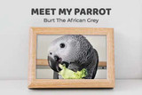 Meet My Parrot: Burt The African Grey