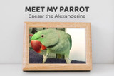 Meet Caesar the Alexandrine