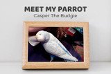 Meet Casper the Budgie