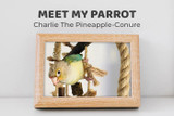 Meet Charlie the Pineapple Conure