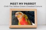 Meet Chili the Green-cheeked Conure