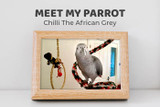 Meet Chilli the African Grey