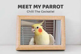 Meet My Parrot: Chilli  The Cockatiel