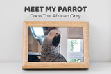 Meet Coco the African Grey