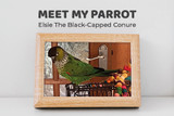 Meet My Parrot: Elsie the Black-capped Conure