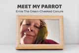 Meet My Parrot: Ernie the Green-cheeked Conure