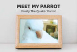 Meet My Parrot: Frosty The Quaker Parrot