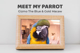 Meet My Parrot:  Gizmo The Blue and Gold Macaw