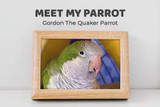 Meet My Parrot:  Gordon The Quaker Parrot