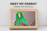 Meet Harley the Eclectus