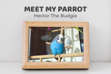 Meet Hector the Budgie