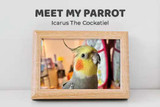Meet My Parrot: Icarus The Cockatiel