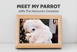 Meet My Parrot: Jaffa The Moluccan Cockatoo