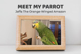 Meet My Parrot: Jaffa The Orange-winged Amazon