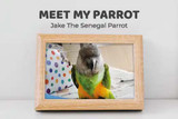 Meet My Parrot:  Jake The Senegal Parrot