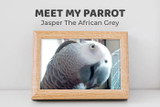 Meet Jasper the African Grey