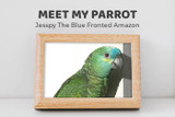 Meet My Parrot: Jesspy the Blue-fronted Amazon