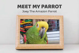 Meet My Parrot: Joey The Amazon Parrot